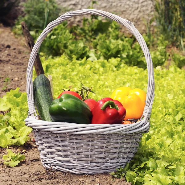 Zahradní zelenina — Stock fotografie