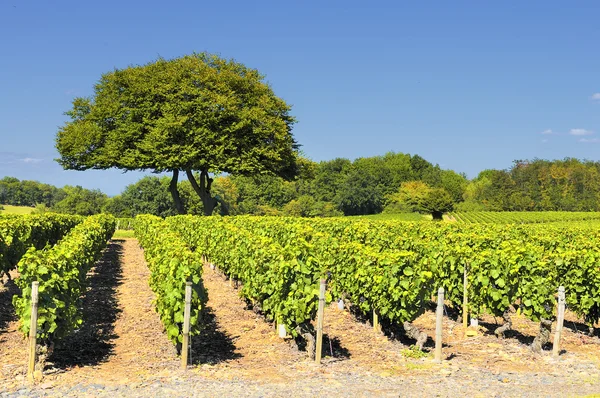 Wijngaard in beaujolais — Stockfoto