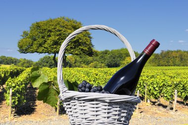 Vineyard in Beaujolais clipart