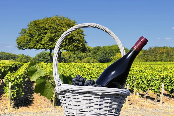 Winnica w beaujolais — Zdjęcie stockowe