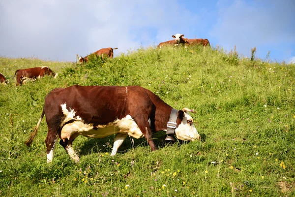 Mucche su prato verde — Foto Stock