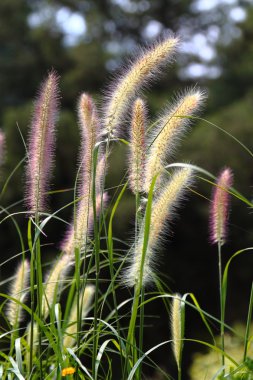 Grass in a park¡¯s grassplot in summer