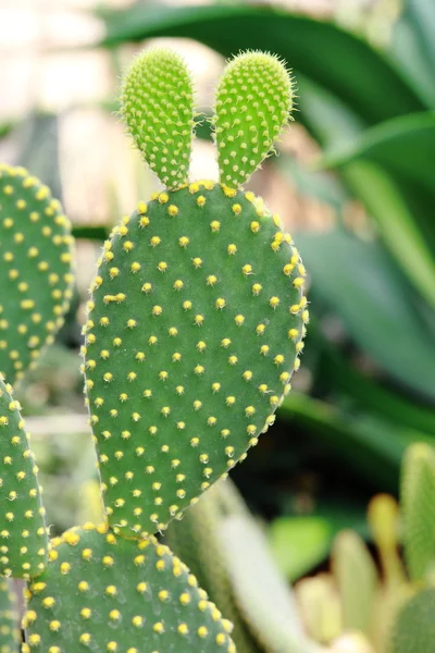 stock image A green cactus with many thorns.