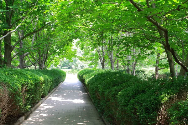 stock image Many trees on both side of the path in park.