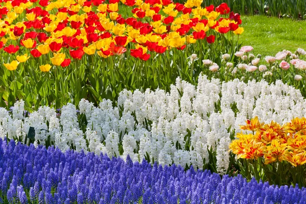 Heldere flowerbed — Stockfoto