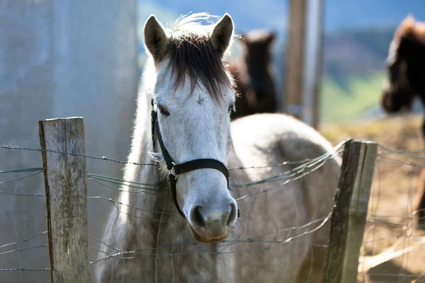 Cavallo grigio in un recinto — Foto Stock