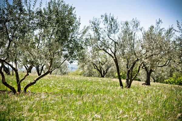 Jardín de olivos — Foto de Stock