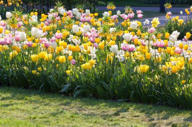 parlak flowerbed