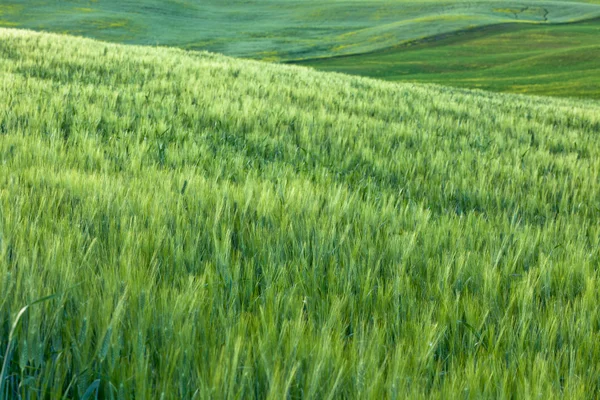 Groene gewassen veld — Stockfoto
