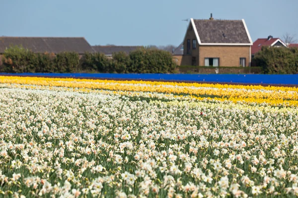 Vícebarevné Narcis pole — Stock fotografie