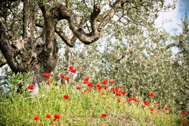 Tuscan haşhaş ve zeytin ağaçları