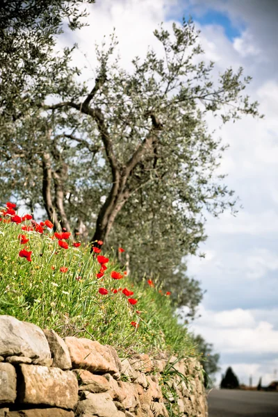 Тосканский мак и оливковые деревья — стоковое фото