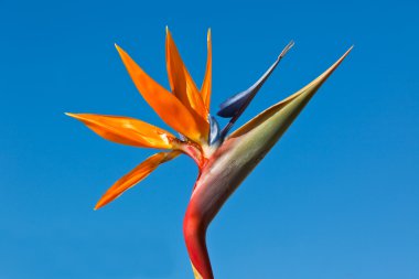 Bird of Paradise clipart