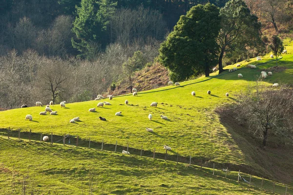 丘の中腹に羊 — ストック写真