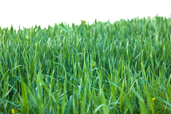 Grønt gress med isolert regndråper – stockfoto