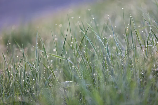 Зеленая трава с утренней росой макро боке — стоковое фото