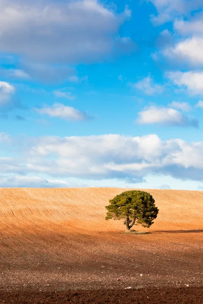 Eenzame boom met kopie ruimte — Stockfoto