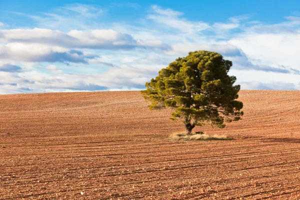 Lonely Tree with copy space — Stock Photo, Image