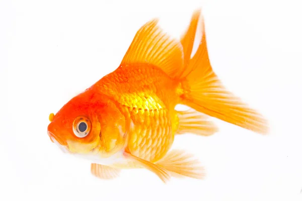 Peixe dourado. Isolamento no branco — Fotografia de Stock