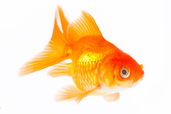 Złota ryba. Izolacja na białym — Zdjęcie stockowe