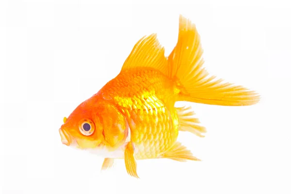 Altın balık. Beyazın üzerindeki izolasyon — Stok fotoğraf