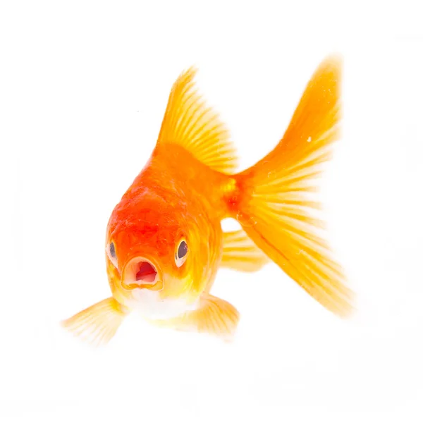Золота риба. Ізоляція на білому — стокове фото