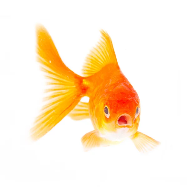 Du poisson doré. Isolation sur le blanc — Photo