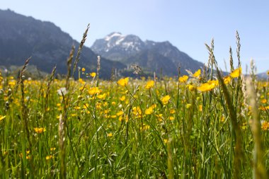 Beyaz dandelions ve bavaria, Almanya için dağlar