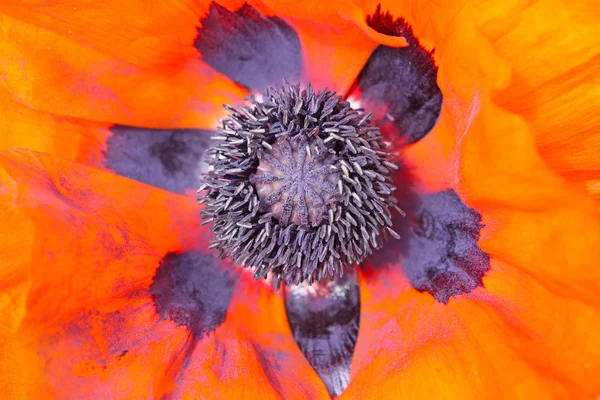 stock image Beautiful red poppy inside