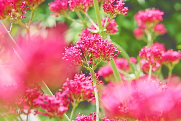 Красивые цветы в саду со многими красными цветами — стоковое фото