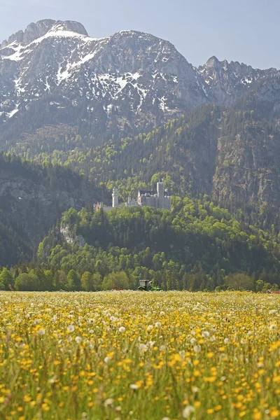 Prati verdi e Castello di Neuschwanstein, e montagne in bavaria — Foto Stock