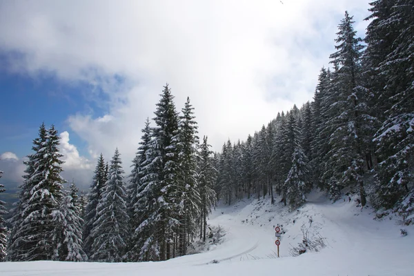Pint trees in snow taken in Baviera, Alemanha, em maio — Fotografia de Stock