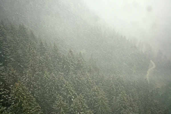 5月にドイツのバイエルン州で撮影された雪の木を — ストック写真