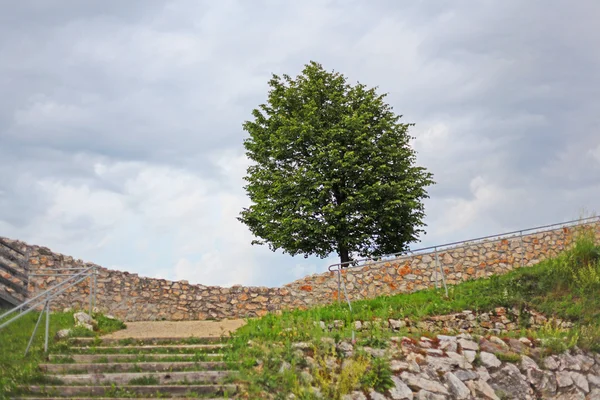 Samotne drzewo i ruiny średniowiecznego zamku w Austrii — Zdjęcie stockowe