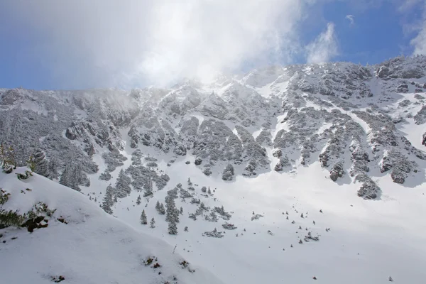 Tannenbäume mit Schnee bedeckt auf einem Winterberg — Stockfoto