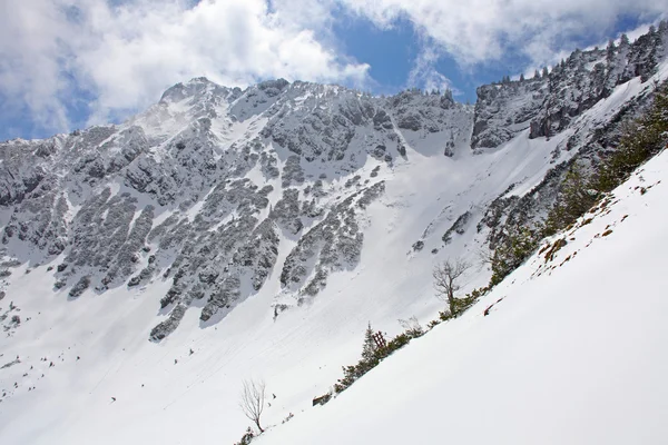 Fir trær dekket av snø på et vinterfjell – stockfoto
