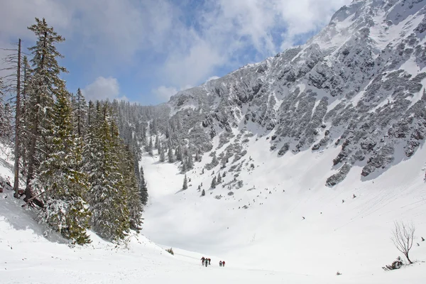 Пихты, покрытые снегом на зимней горе — стоковое фото