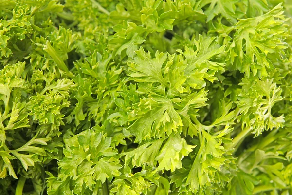 Macro vista de hojas de perejil verde fresco —  Fotos de Stock