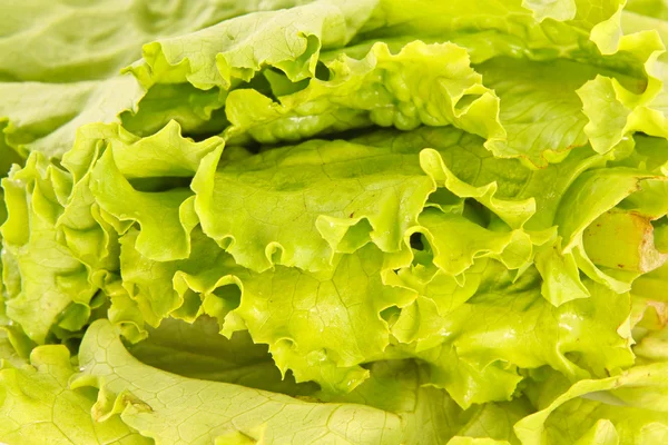 Frischer grüner Salat in Nahaufnahme — Stockfoto