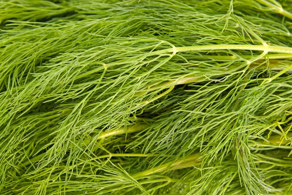 Dill herb background — Stock Photo, Image