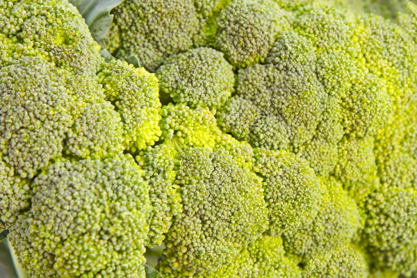 Stock image Healthy brocoli background