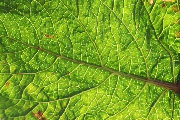 Zelená listové pozadí textury — Stock fotografie