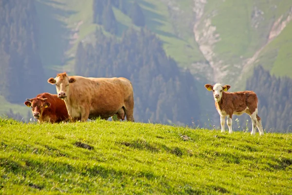 Swiss cow resting on green grass in Alps — Stock Photo, Image