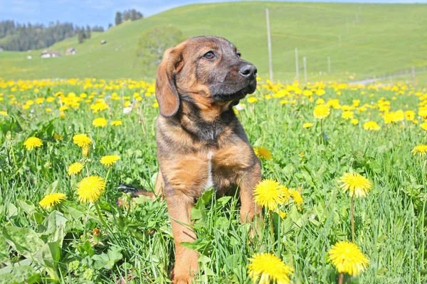 Nice puppy taken in yellow dandelions in Swiss Alps — Stock Photo, Image