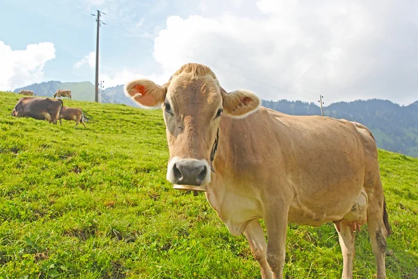 Swiss cow resting on green grass in Alps — Stock Photo, Image