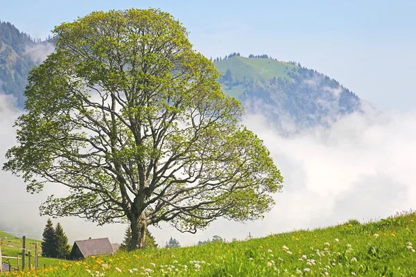 Albero solitario tra le nuvole nelle Alpi svizzere. Svizzera, Europa — Foto Stock