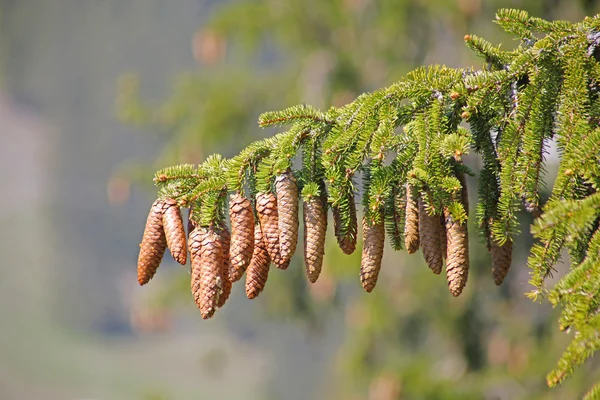 stock image Pine tree and cones closeup