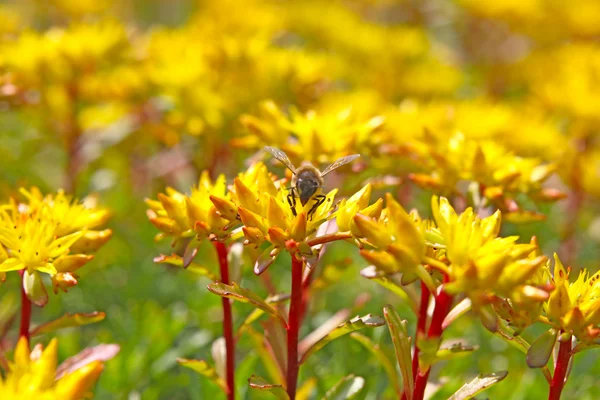 Bij op een gele bloem — Stockfoto