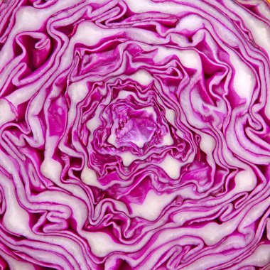 Macro red cabbage detail clipart