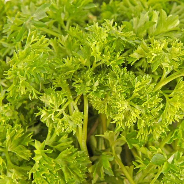 Macro view of fresh green parsley leaves — Stock Photo, Image
